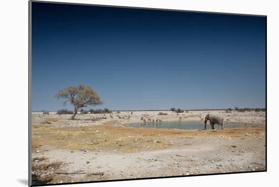 A Bull Elephant Drinks from a Watering Hole-Alex Saberi-Mounted Photographic Print
