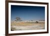 A Bull Elephant Drinks from a Watering Hole-Alex Saberi-Framed Photographic Print