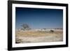 A Bull Elephant Drinks from a Watering Hole-Alex Saberi-Framed Photographic Print