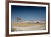A Bull Elephant Drinks from a Watering Hole-Alex Saberi-Framed Photographic Print