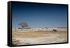 A Bull Elephant Drinks from a Watering Hole-Alex Saberi-Framed Stretched Canvas