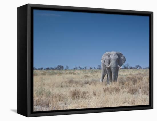 A Bull Elephant, Loxodonta Africana, Stares at the Camera in Etosha National Park-Alex Saberi-Framed Stretched Canvas