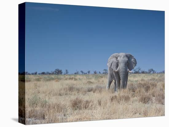 A Bull Elephant, Loxodonta Africana, Stares at the Camera in Etosha National Park-Alex Saberi-Stretched Canvas