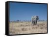 A Bull Elephant, Loxodonta Africana, Stares at the Camera in Etosha National Park-Alex Saberi-Framed Stretched Canvas