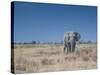 A Bull Elephant, Loxodonta Africana, Stares at the Camera in Etosha National Park-Alex Saberi-Stretched Canvas