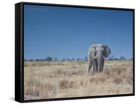 A Bull Elephant, Loxodonta Africana, Stares at the Camera in Etosha National Park-Alex Saberi-Framed Stretched Canvas