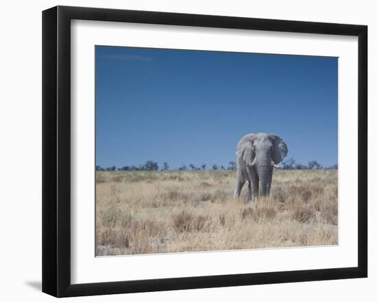 A Bull Elephant, Loxodonta Africana, Stares at the Camera in Etosha National Park-Alex Saberi-Framed Photographic Print