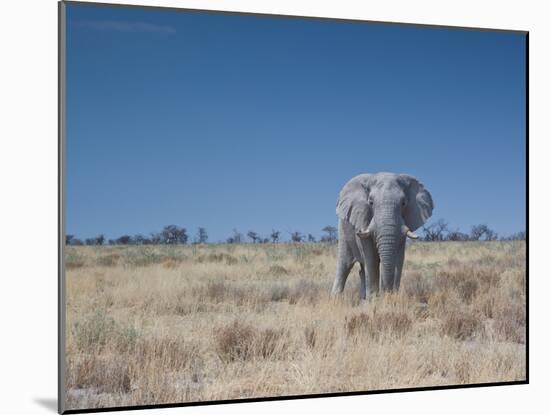 A Bull Elephant, Loxodonta Africana, Stares at the Camera in Etosha National Park-Alex Saberi-Mounted Photographic Print