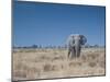 A Bull Elephant, Loxodonta Africana, Stares at the Camera in Etosha National Park-Alex Saberi-Mounted Photographic Print