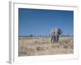 A Bull Elephant, Loxodonta Africana, Stares at the Camera in Etosha National Park-Alex Saberi-Framed Photographic Print