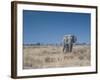 A Bull Elephant, Loxodonta Africana, Stares at the Camera in Etosha National Park-Alex Saberi-Framed Photographic Print