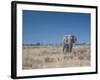 A Bull Elephant, Loxodonta Africana, Stares at the Camera in Etosha National Park-Alex Saberi-Framed Photographic Print