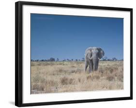 A Bull Elephant, Loxodonta Africana, Stares at the Camera in Etosha National Park-Alex Saberi-Framed Photographic Print