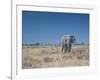 A Bull Elephant, Loxodonta Africana, Stares at the Camera in Etosha National Park-Alex Saberi-Framed Photographic Print