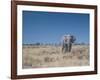 A Bull Elephant, Loxodonta Africana, Stares at the Camera in Etosha National Park-Alex Saberi-Framed Photographic Print