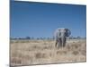 A Bull Elephant, Loxodonta Africana, Stares at the Camera in Etosha National Park-Alex Saberi-Mounted Photographic Print