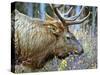 A Bull Elk Grazes in the Rocky Mountains in Jasper NP, Canada-Richard Wright-Stretched Canvas