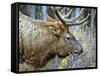 A Bull Elk Grazes in the Rocky Mountains in Jasper NP, Canada-Richard Wright-Framed Stretched Canvas