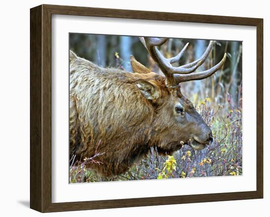 A Bull Elk Grazes in the Rocky Mountains in Jasper NP, Canada-Richard Wright-Framed Premium Photographic Print