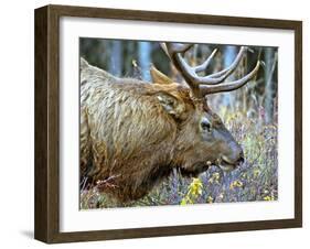 A Bull Elk Grazes in the Rocky Mountains in Jasper NP, Canada-Richard Wright-Framed Premium Photographic Print