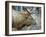 A Bull Elk Grazes in the Rocky Mountains in Jasper NP, Canada-Richard Wright-Framed Premium Photographic Print