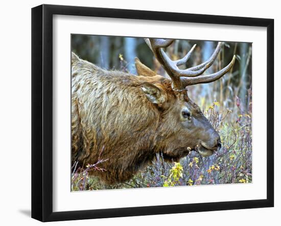 A Bull Elk Grazes in the Rocky Mountains in Jasper NP, Canada-Richard Wright-Framed Premium Photographic Print