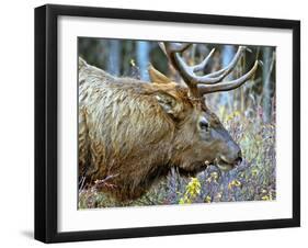 A Bull Elk Grazes in the Rocky Mountains in Jasper NP, Canada-Richard Wright-Framed Premium Photographic Print