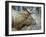 A Bull Elk Grazes in the Rocky Mountains in Jasper NP, Canada-Richard Wright-Framed Premium Photographic Print