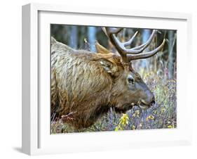 A Bull Elk Grazes in the Rocky Mountains in Jasper NP, Canada-Richard Wright-Framed Premium Photographic Print