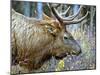 A Bull Elk Grazes in the Rocky Mountains in Jasper NP, Canada-Richard Wright-Mounted Premium Photographic Print