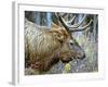 A Bull Elk Grazes in the Rocky Mountains in Jasper NP, Canada-Richard Wright-Framed Photographic Print