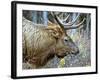 A Bull Elk Grazes in the Rocky Mountains in Jasper NP, Canada-Richard Wright-Framed Photographic Print