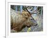 A Bull Elk Grazes in the Rocky Mountains in Jasper NP, Canada-Richard Wright-Framed Photographic Print