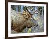 A Bull Elk Grazes in the Rocky Mountains in Jasper NP, Canada-Richard Wright-Framed Photographic Print