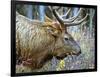 A Bull Elk Grazes in the Rocky Mountains in Jasper NP, Canada-Richard Wright-Framed Photographic Print