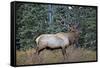 A Bull Elk Grazes in the Rocky Mountains in Jasper NP, Canada-Richard Wright-Framed Stretched Canvas