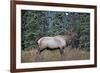 A Bull Elk Grazes in the Rocky Mountains in Jasper NP, Canada-Richard Wright-Framed Photographic Print