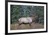 A Bull Elk Grazes in the Rocky Mountains in Jasper NP, Canada-Richard Wright-Framed Photographic Print