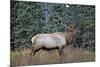 A Bull Elk Grazes in the Rocky Mountains in Jasper NP, Canada-Richard Wright-Mounted Photographic Print