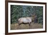 A Bull Elk Grazes in the Rocky Mountains in Jasper NP, Canada-Richard Wright-Framed Photographic Print