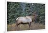 A Bull Elk Grazes in the Rocky Mountains in Jasper NP, Canada-Richard Wright-Framed Photographic Print