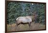 A Bull Elk Grazes in the Rocky Mountains in Jasper NP, Canada-Richard Wright-Framed Photographic Print