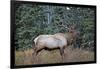 A Bull Elk Grazes in the Rocky Mountains in Jasper NP, Canada-Richard Wright-Framed Photographic Print