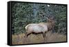 A Bull Elk Grazes in the Rocky Mountains in Jasper NP, Canada-Richard Wright-Framed Stretched Canvas