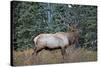 A Bull Elk Grazes in the Rocky Mountains in Jasper NP, Canada-Richard Wright-Stretched Canvas