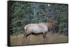 A Bull Elk Grazes in the Rocky Mountains in Jasper NP, Canada-Richard Wright-Framed Stretched Canvas