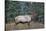 A Bull Elk Grazes in the Rocky Mountains in Jasper NP, Canada-Richard Wright-Stretched Canvas