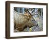 A Bull Elk Grazes in the Rocky Mountains in Jasper NP, Canada-Richard Wright-Framed Photographic Print