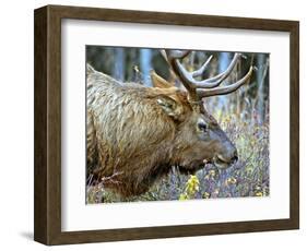 A Bull Elk Grazes in the Rocky Mountains in Jasper NP, Canada-Richard Wright-Framed Photographic Print