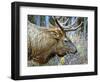 A Bull Elk Grazes in the Rocky Mountains in Jasper NP, Canada-Richard Wright-Framed Photographic Print